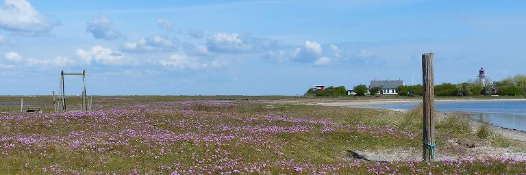 Et flot bunddække af lyserødt og duftende engelskgræs på Albuen med blå himmel som flot kontrast